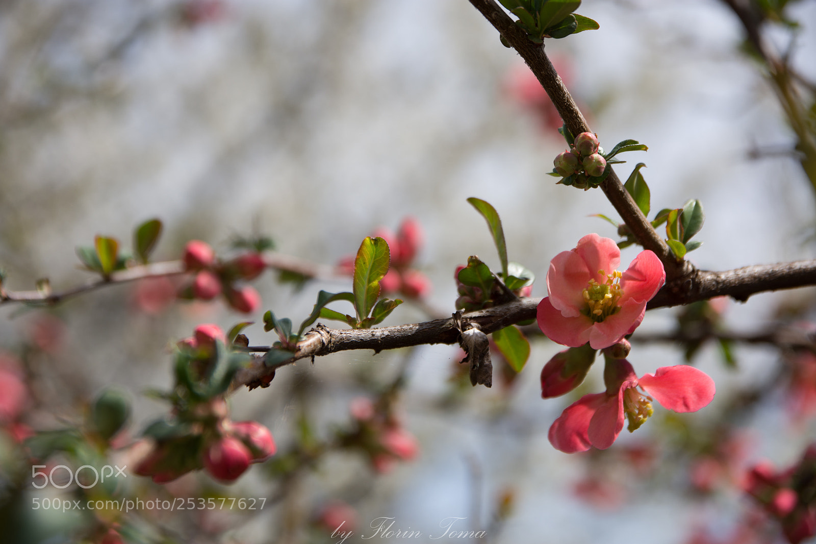 Nikon D7200 sample photo. Spring photography
