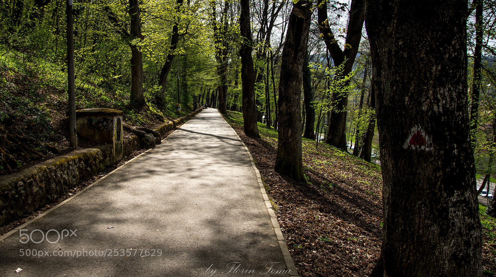 Nikon D7200 sample photo. Walk photography