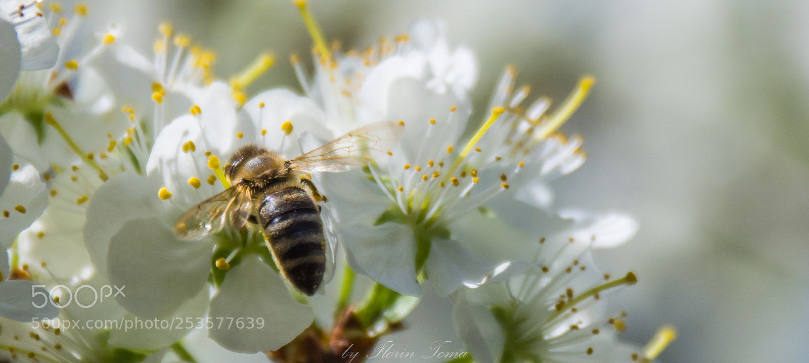 Nikon D7200 sample photo. Bee photography