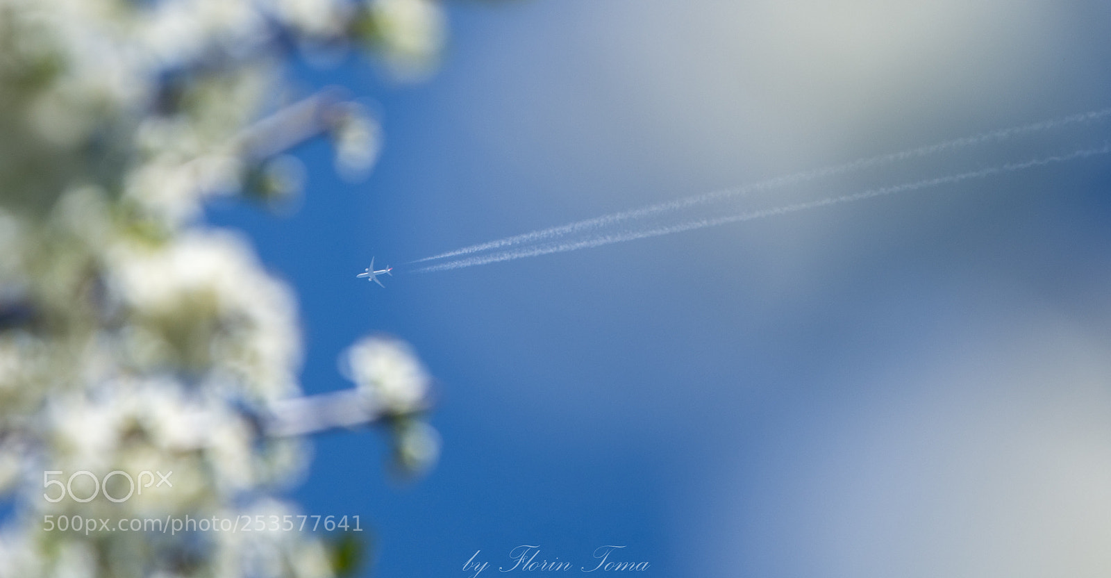 Nikon D7200 sample photo. Bee ;) photography