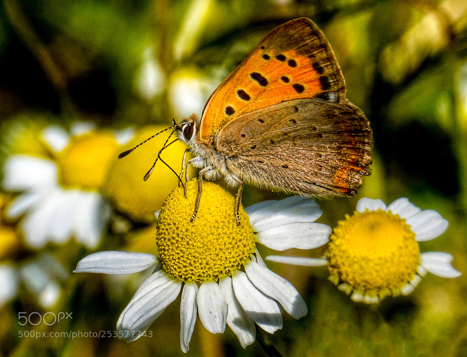 Sony a6000 sample photo. Butterfly  photography