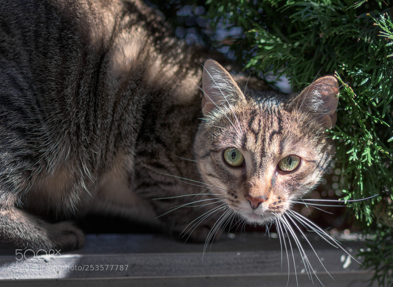 Nikon D7200 sample photo. Leo photography