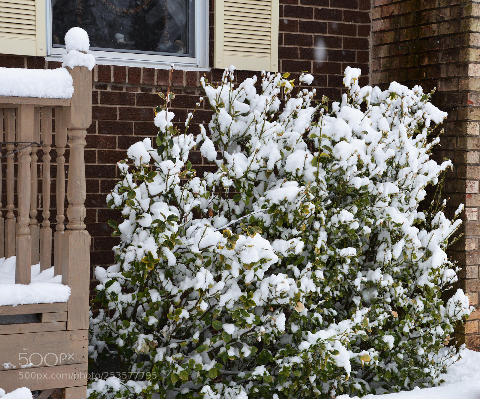 Nikon D7100 sample photo. Winter. white and green photography