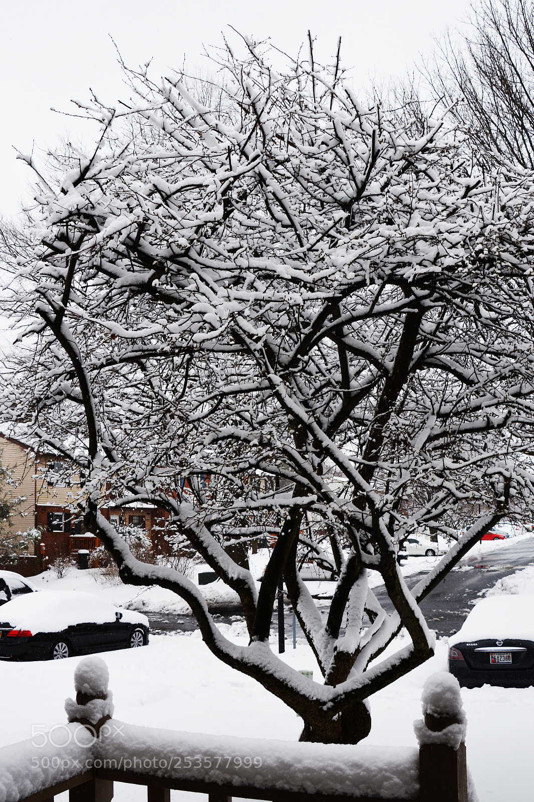 Nikon D7100 sample photo. Winter. study iii. photography