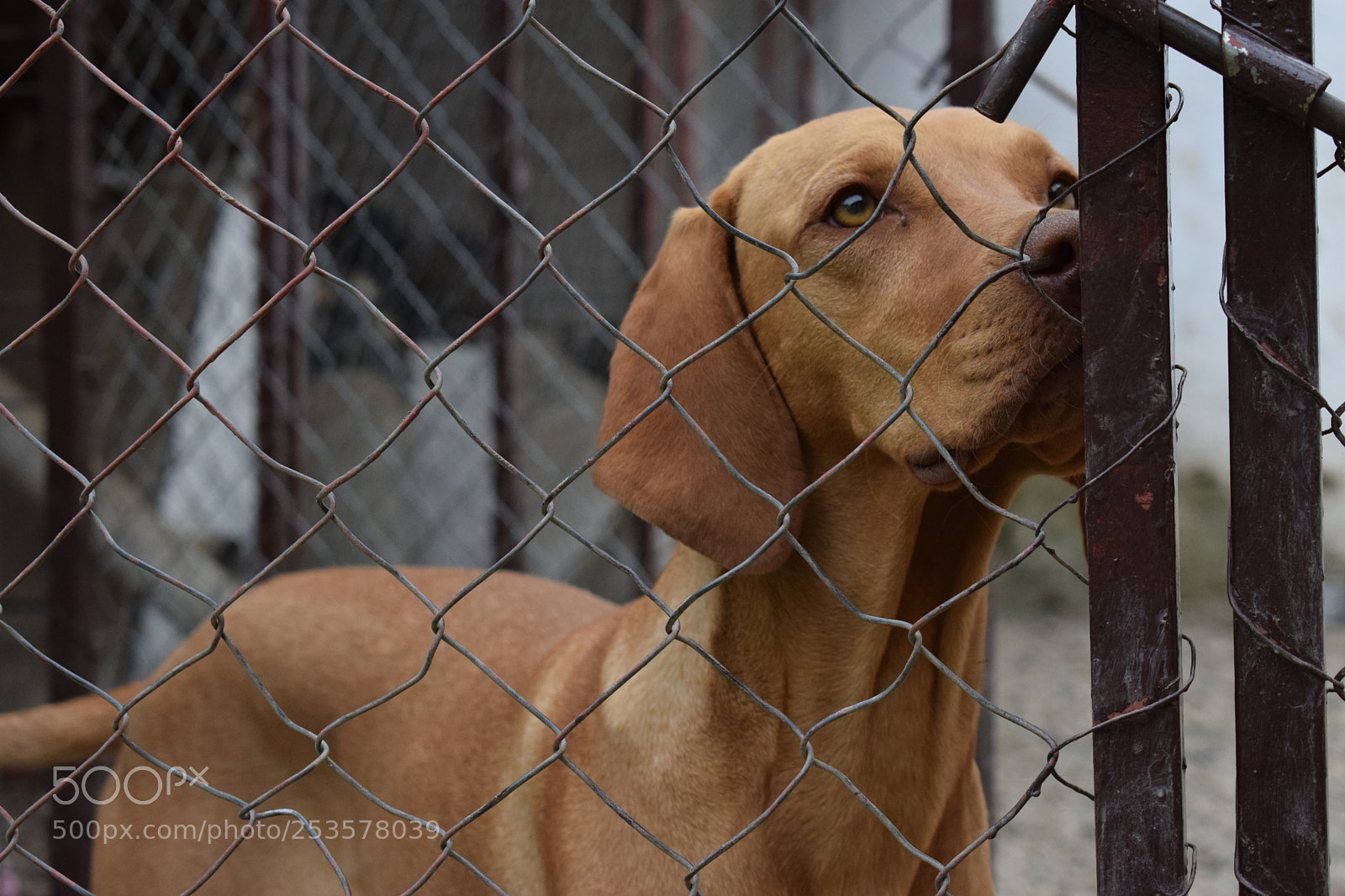 Nikon D5300 sample photo. Vizsla photography