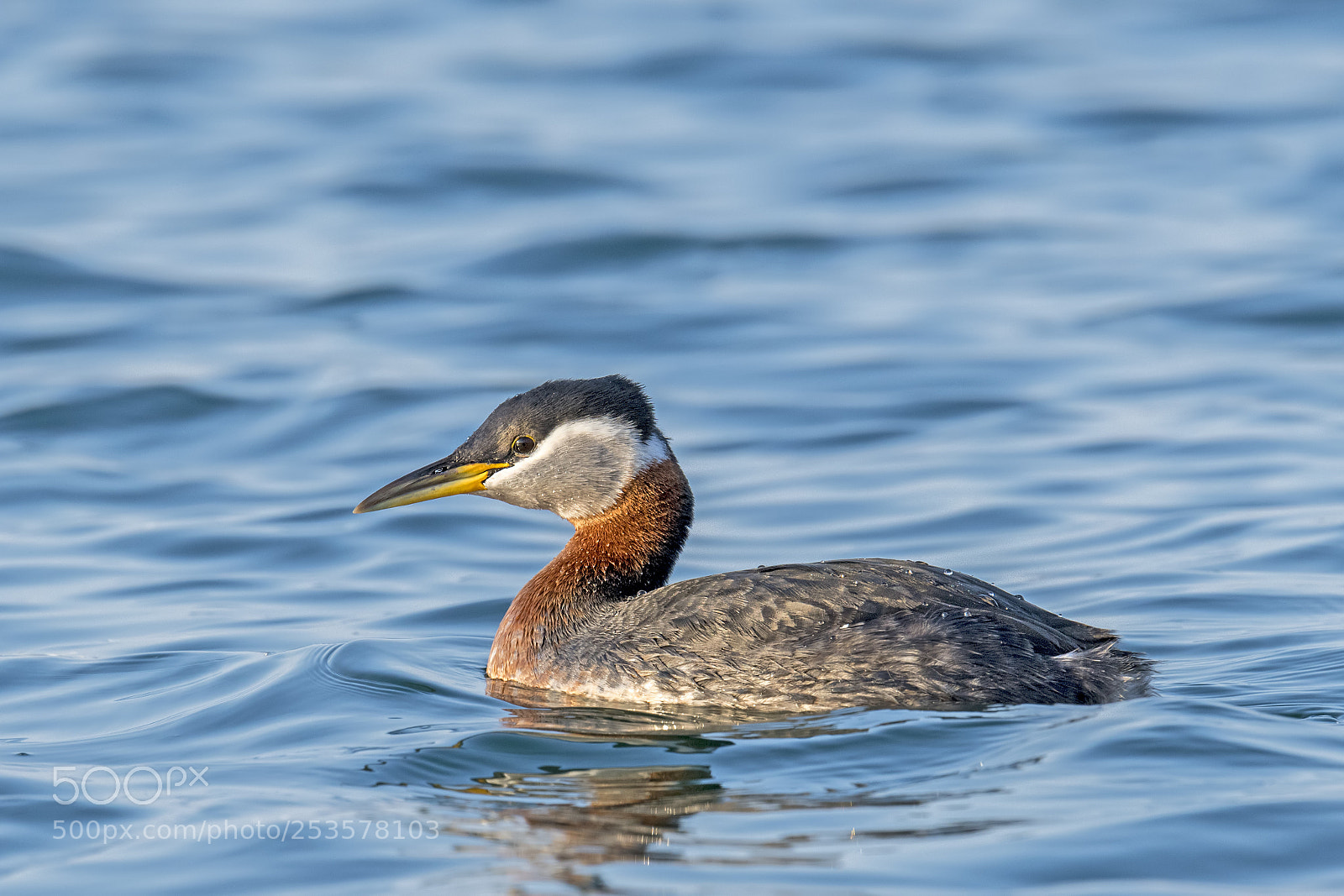 Nikon D850 sample photo. Red necked grebe photography