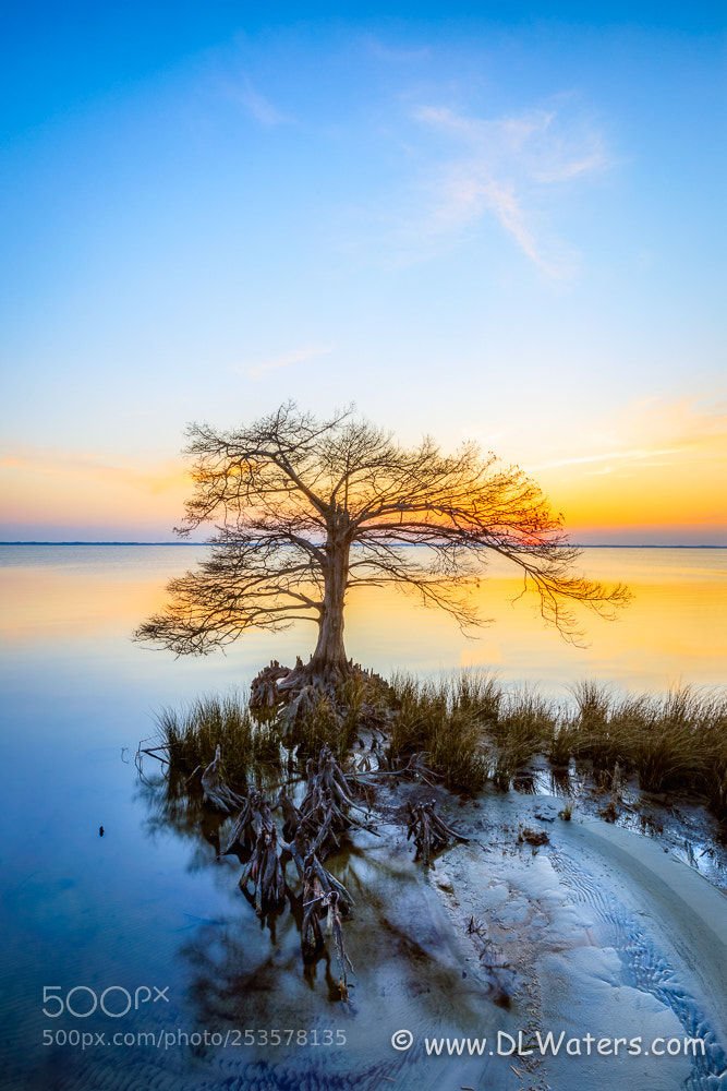 Canon EOS 5D Mark IV sample photo. Cypress tree at duck photography