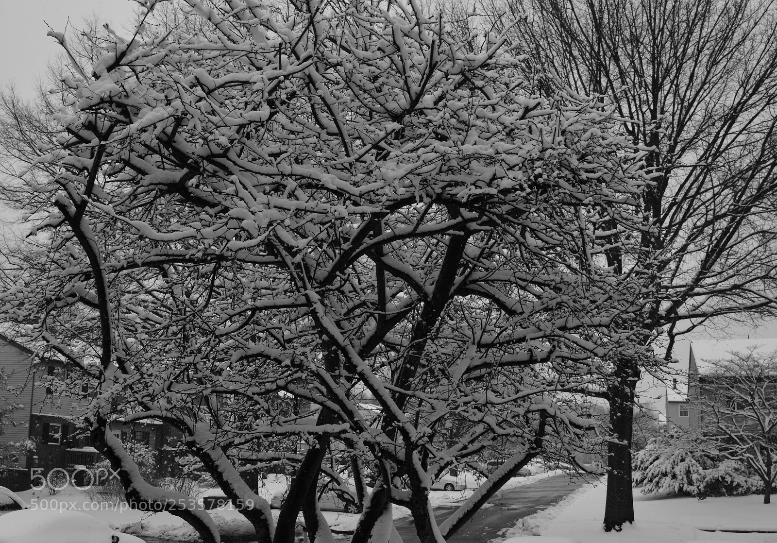 Nikon D7100 sample photo. Winter web. black and photography