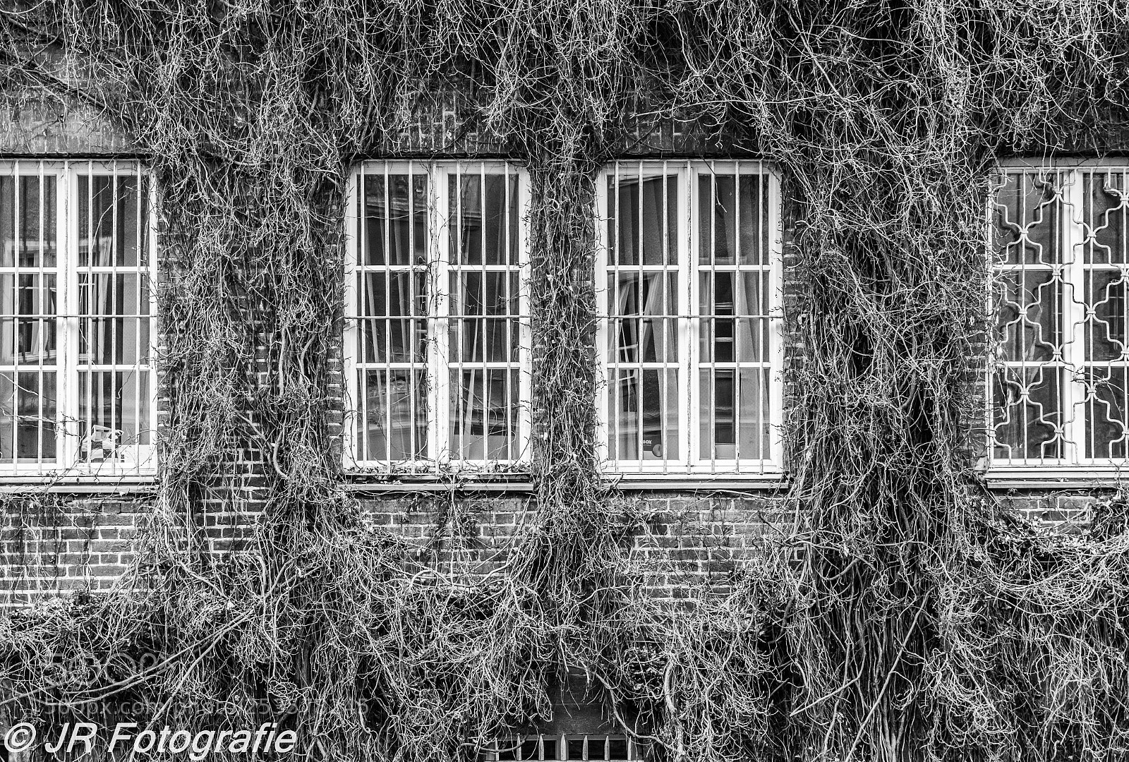 Canon EOS 600D (Rebel EOS T3i / EOS Kiss X5) sample photo. Vines on a brick photography
