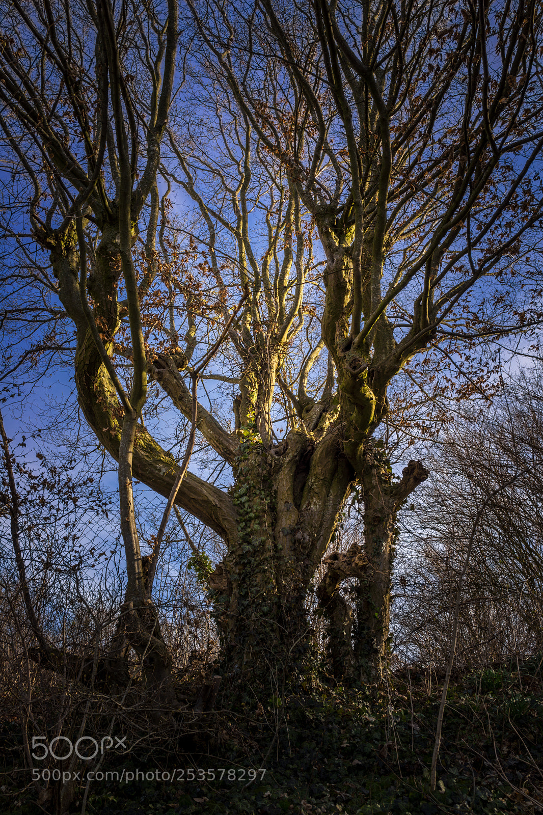 Sony Cyber-shot DSC-RX1 sample photo. Dark bare tree in photography