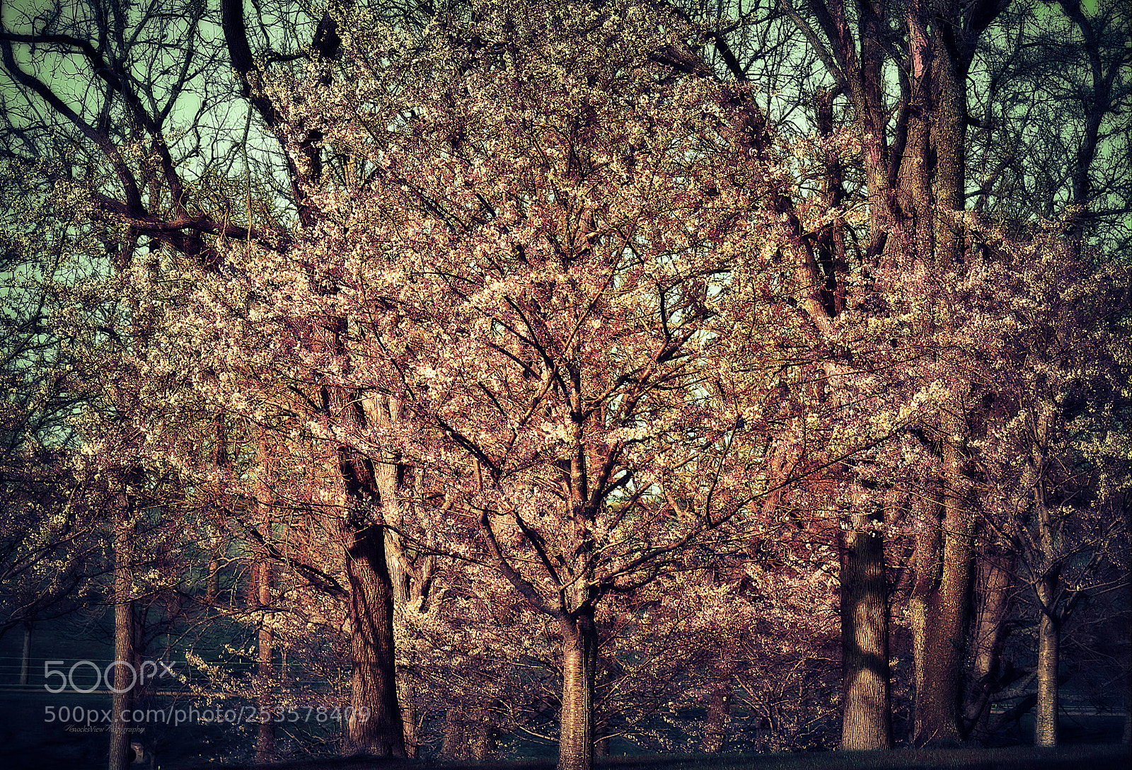 Canon EOS 1100D (EOS Rebel T3 / EOS Kiss X50) sample photo. Pink willow photography