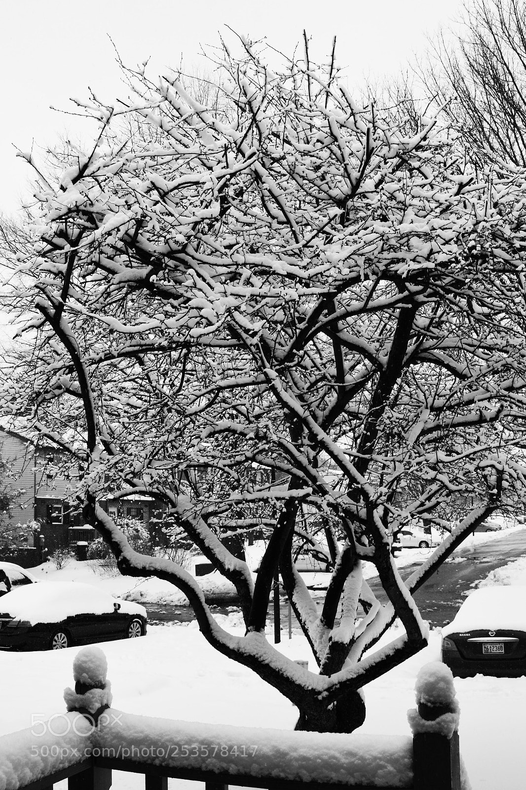 Nikon D7100 sample photo. Winter. black and white photography