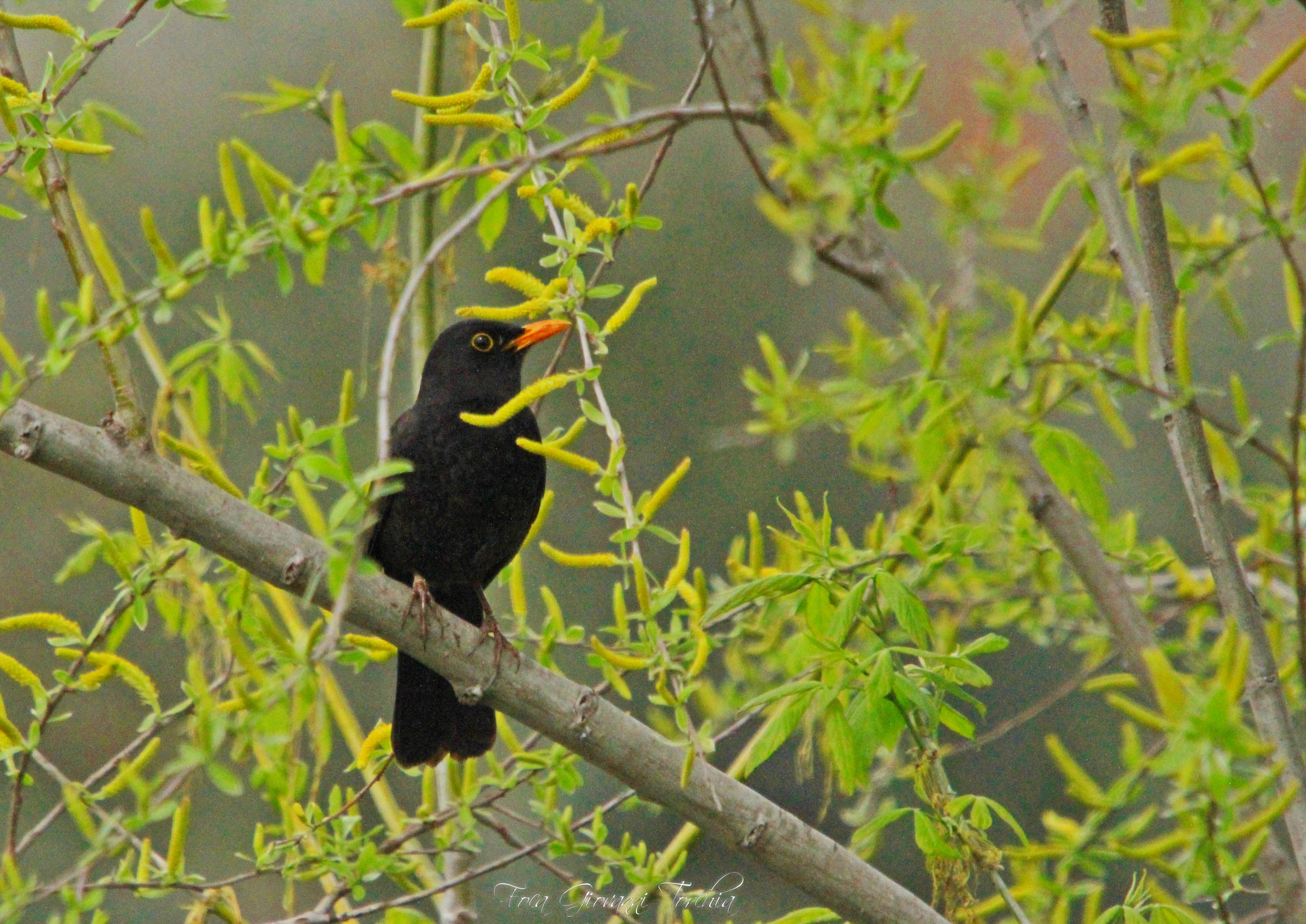 Canon EOS 1200D (EOS Rebel T5 / EOS Kiss X70 / EOS Hi) sample photo. Turdus merula - merlo photography