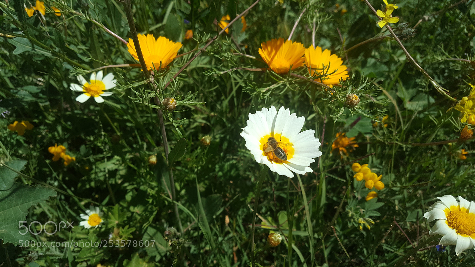 Samsung Galaxy Note5 sample photo. Nature photography