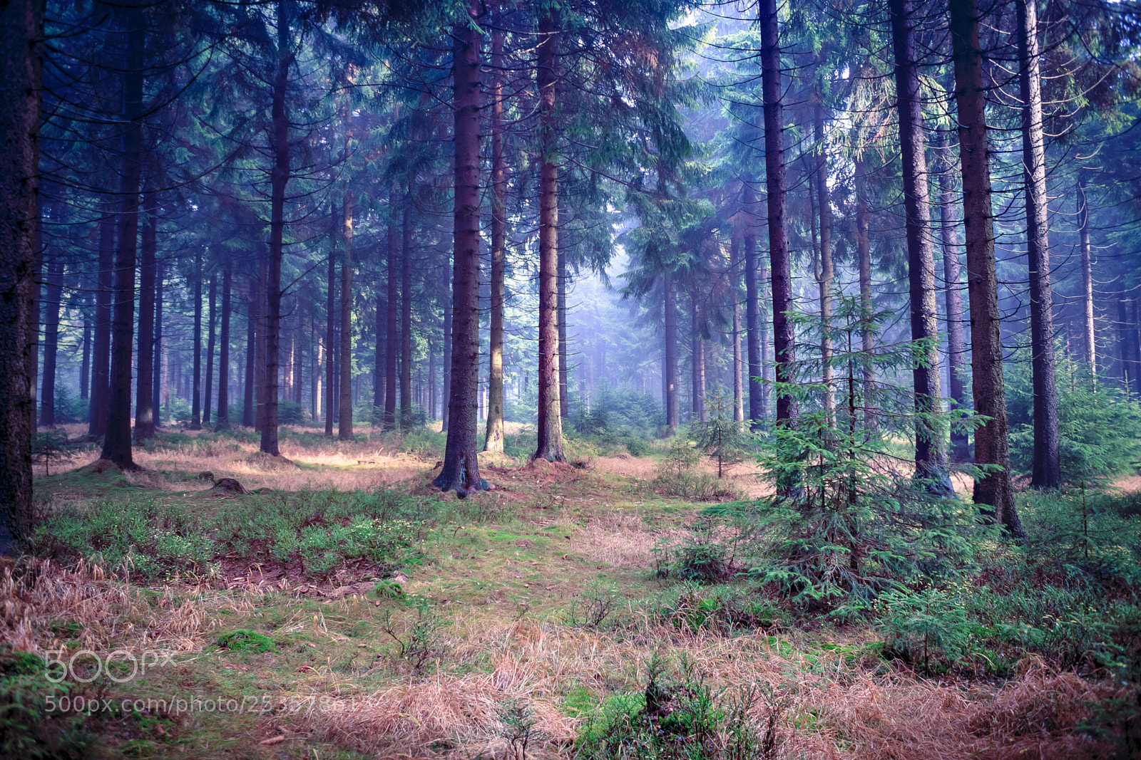Canon EOS 5D sample photo. Night forest photography