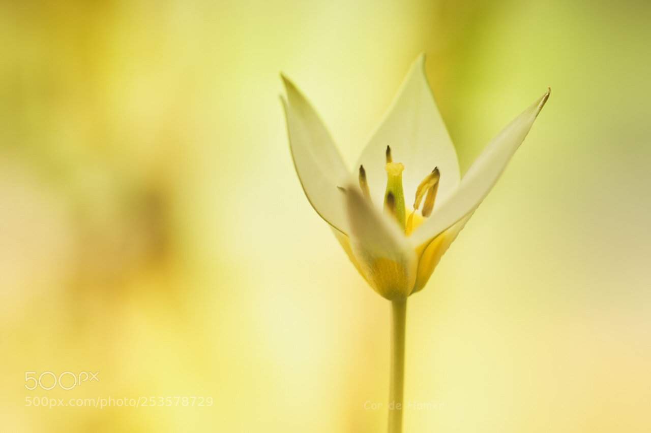 Sony SLT-A99V sample photo. Tulipa turkestanica photography