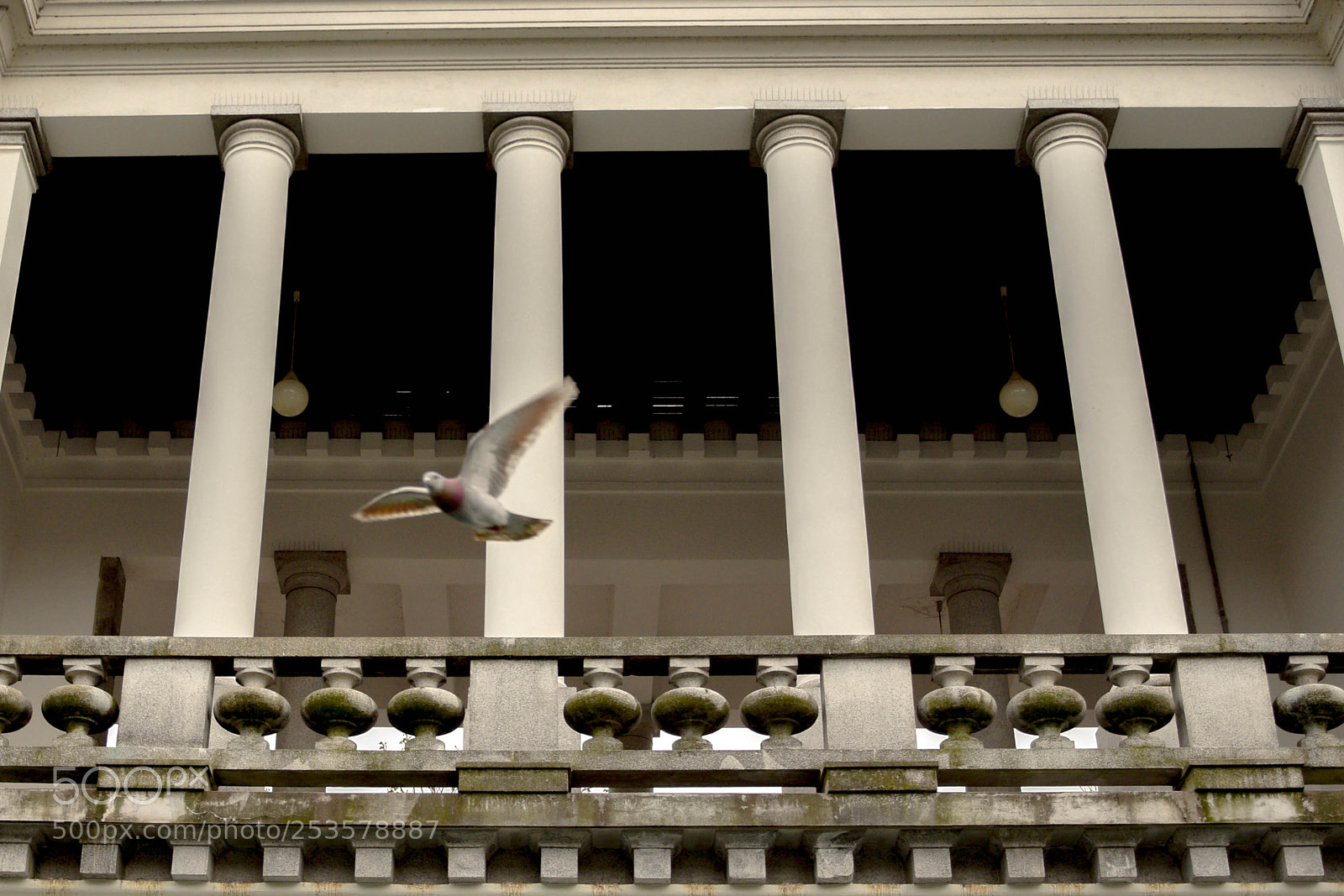 Nikon D3300 sample photo. Pidgeon photography