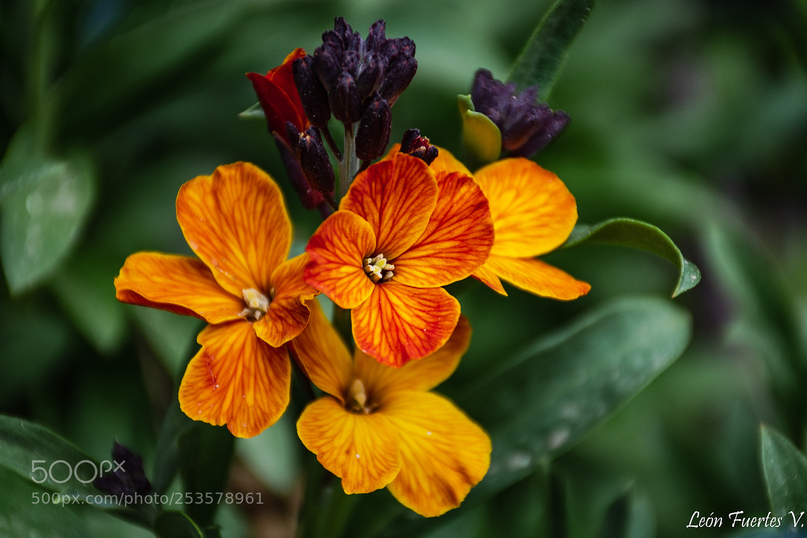 Nikon D7500 sample photo. Flores.  flowers photography