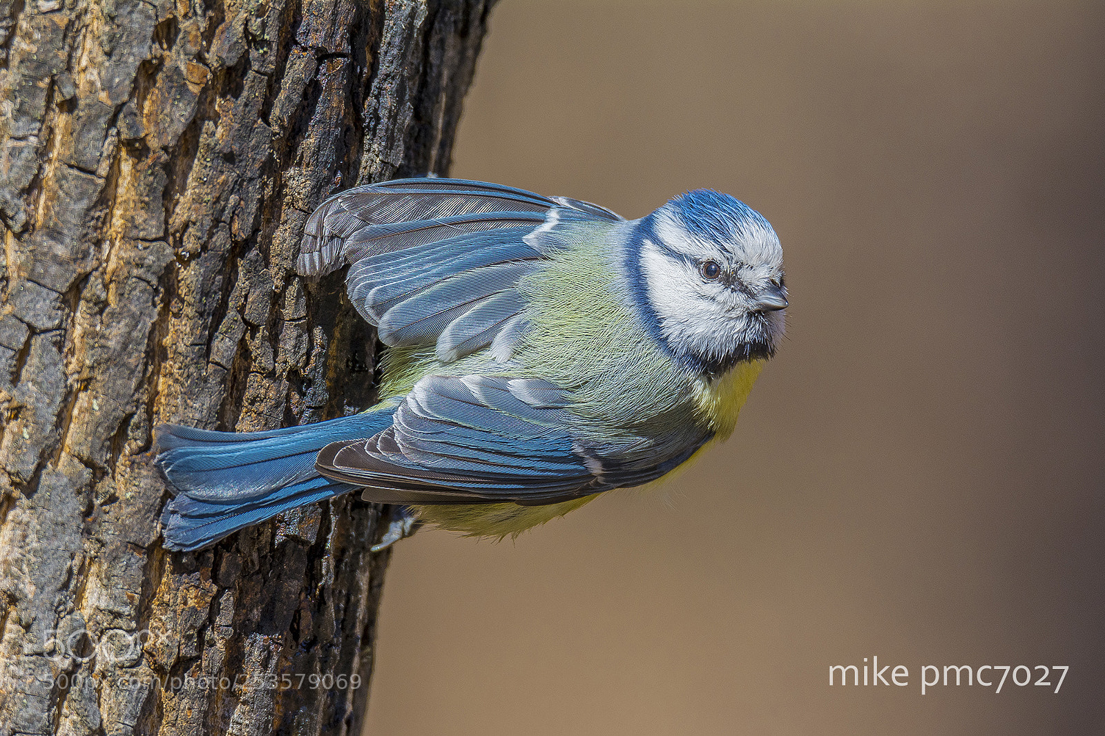 Nikon D7100 sample photo. Blue tit photography