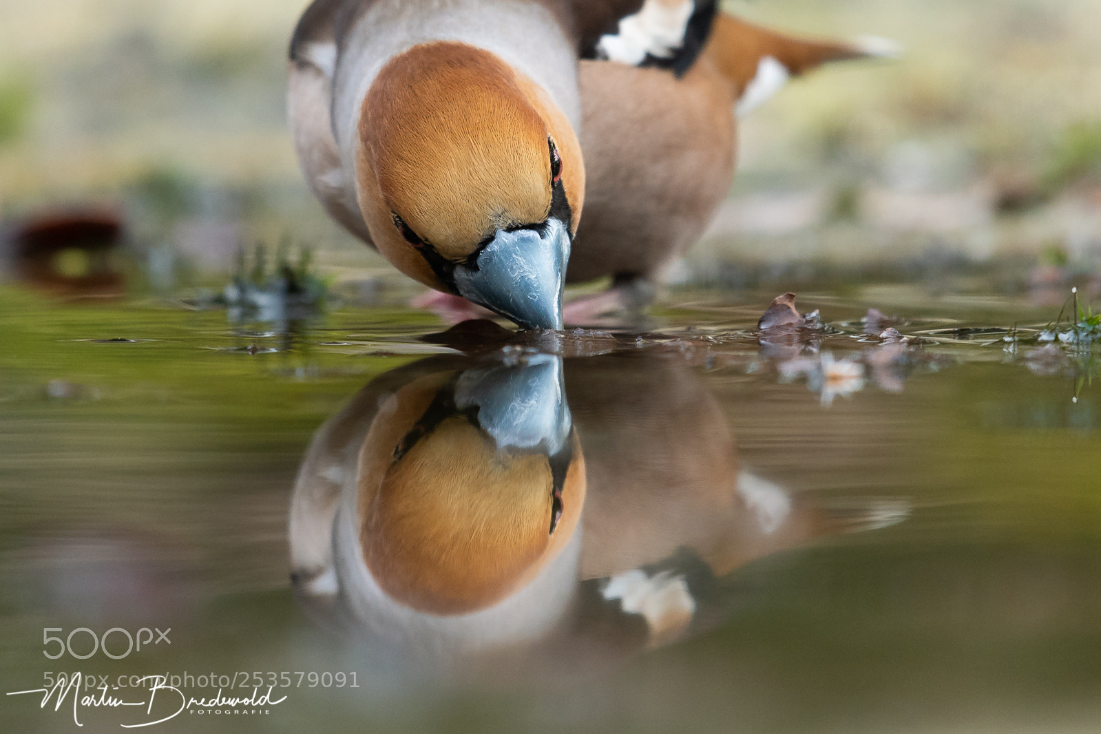 Nikon D500 sample photo. Hawfinch photography