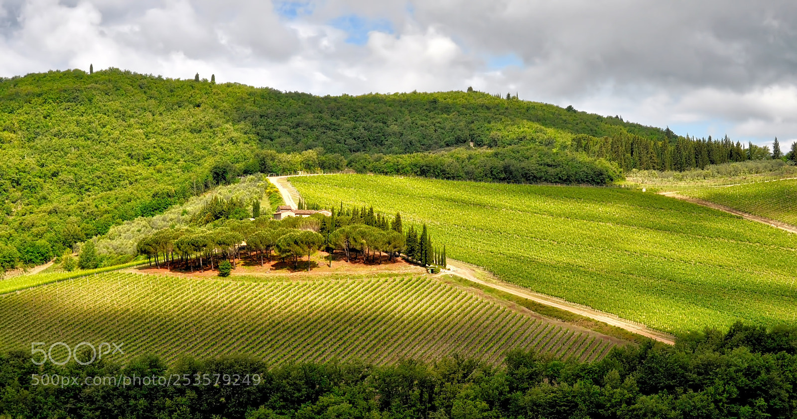 Nikon D5000 sample photo. Tuscan vines photography