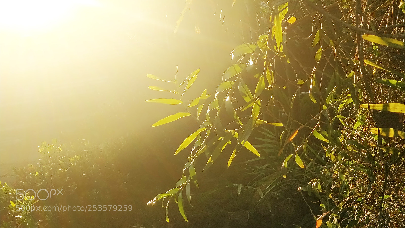OnePlus 5 sample photo. Foliage back-lit by sun photography