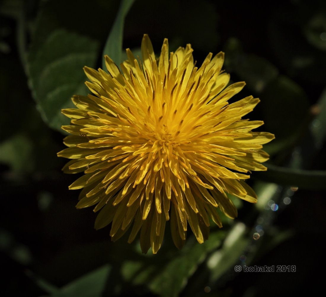 Olympus E-620 (EVOLT E-620) sample photo. Dandelion -2 photography