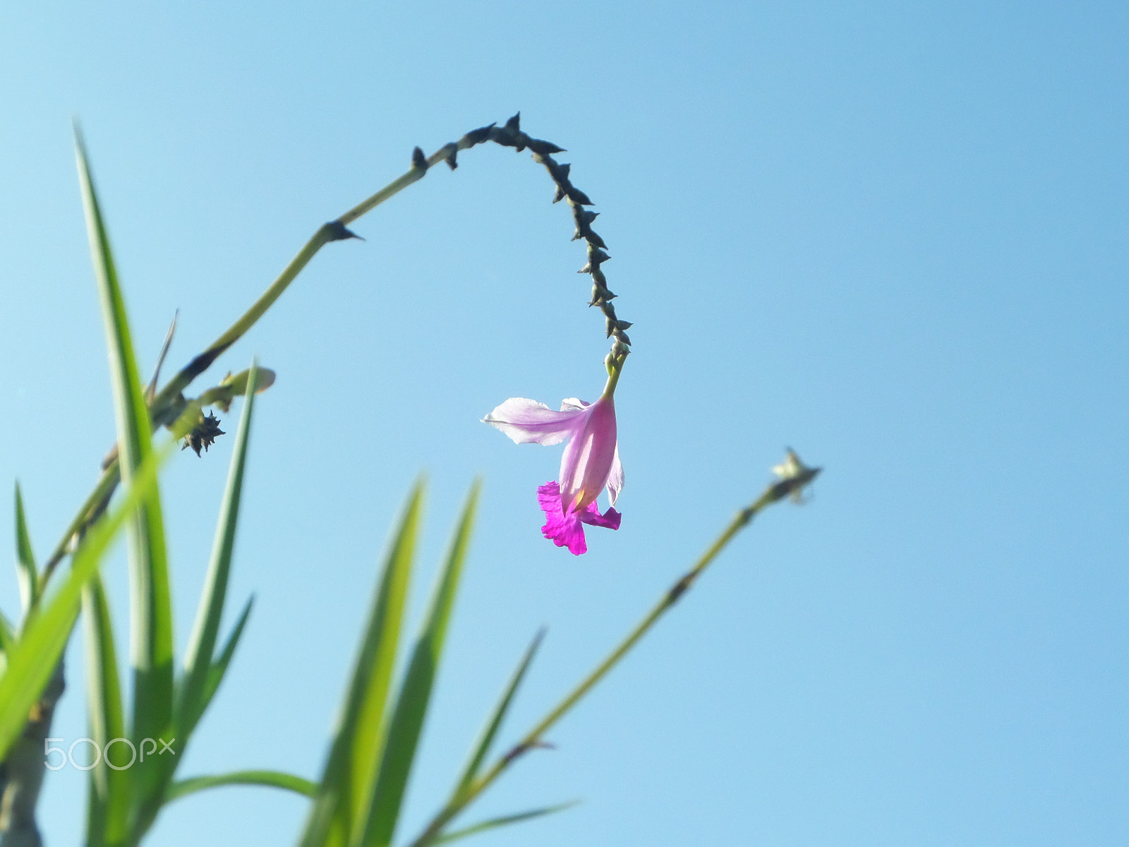 Samsung WB250F/WB251F/WB252F sample photo. Orchid with sky backdrop photography