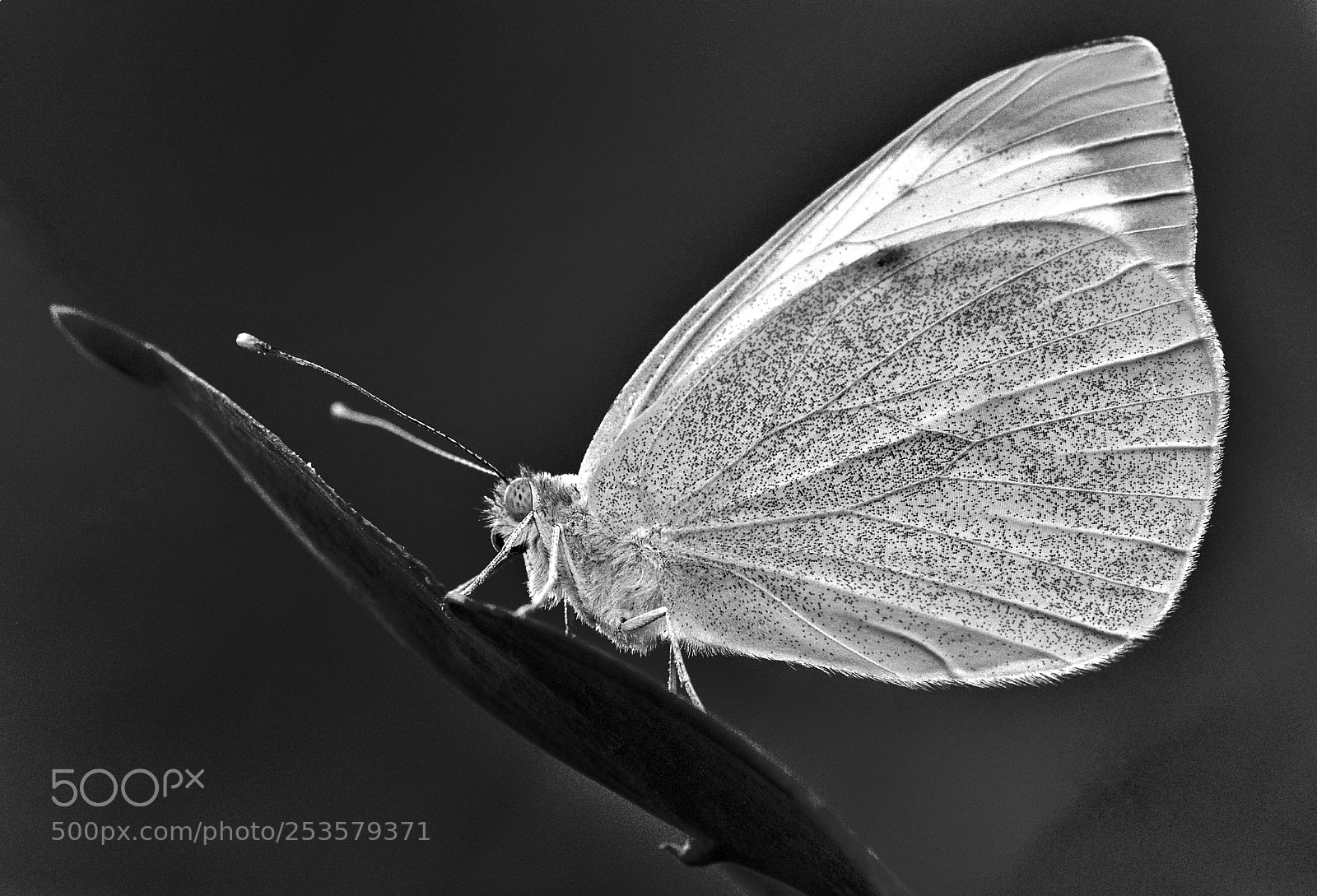 Nikon D7100 sample photo. Butterfly photography