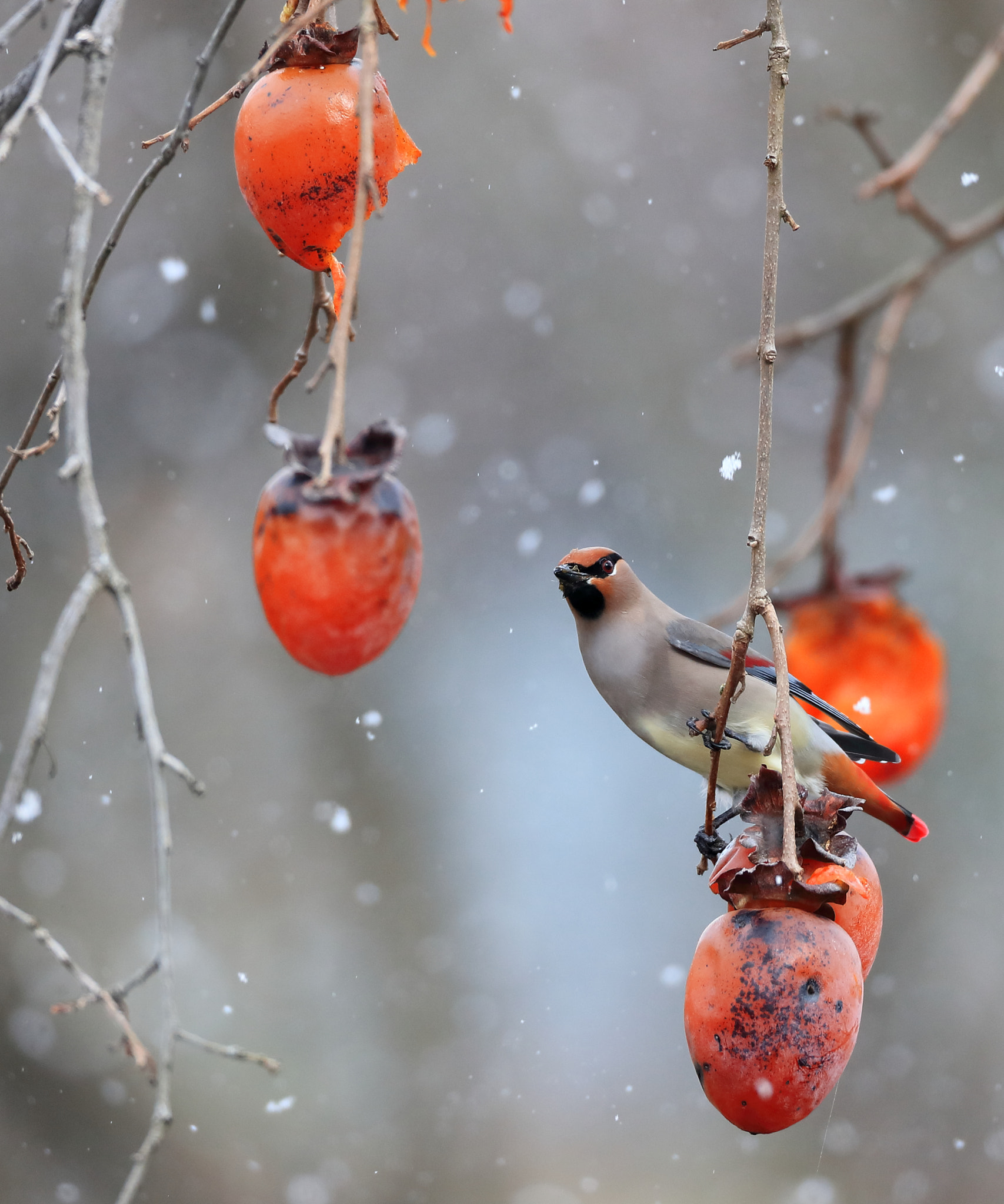 Canon EF 800mm F5.6L IS USM sample photo. 雪のヒレンジャク japanese waxwing in the snow photography