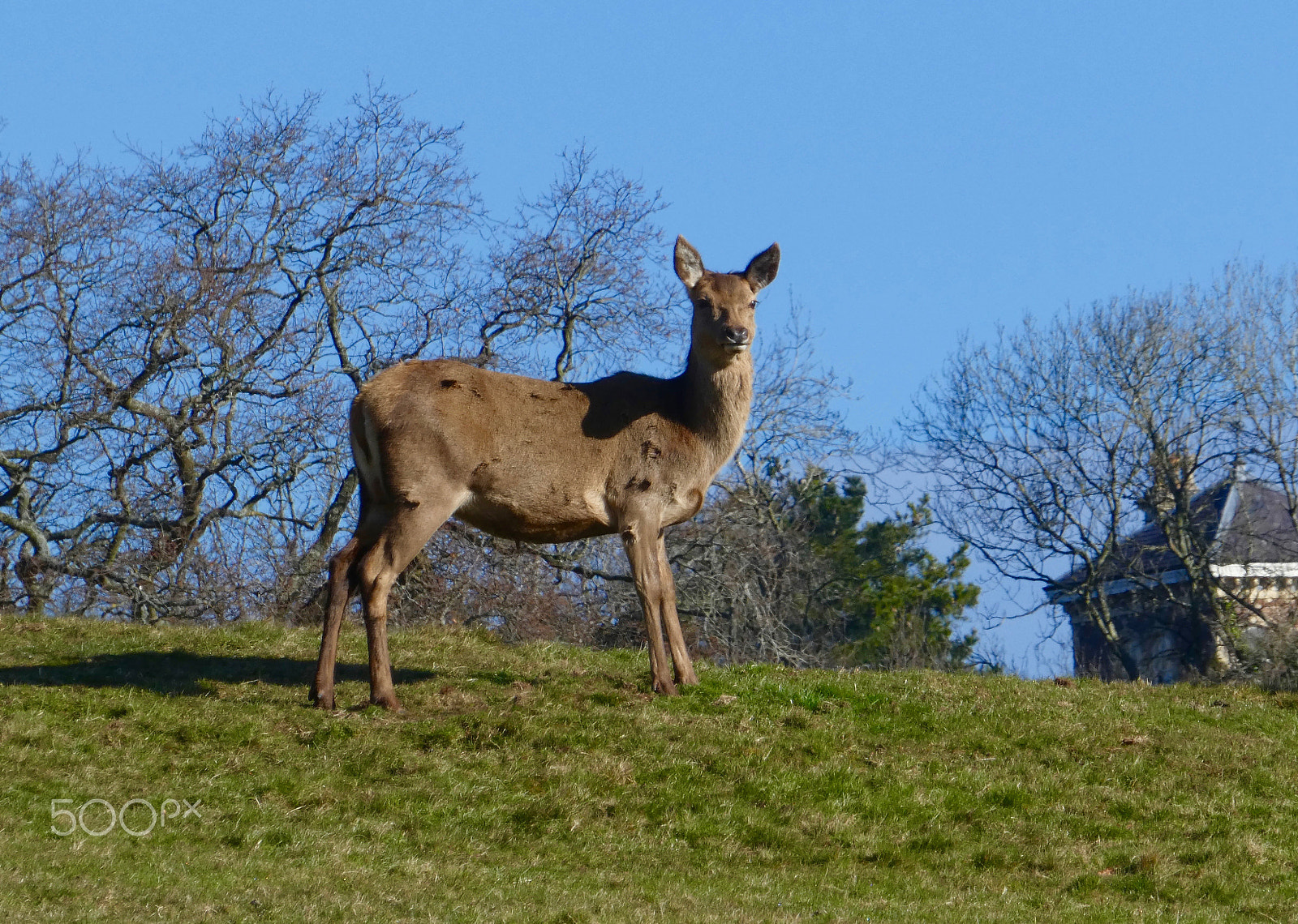 Panasonic Lumix DMC-ZS60 (Lumix DMC-TZ80) sample photo. Female red deer photography