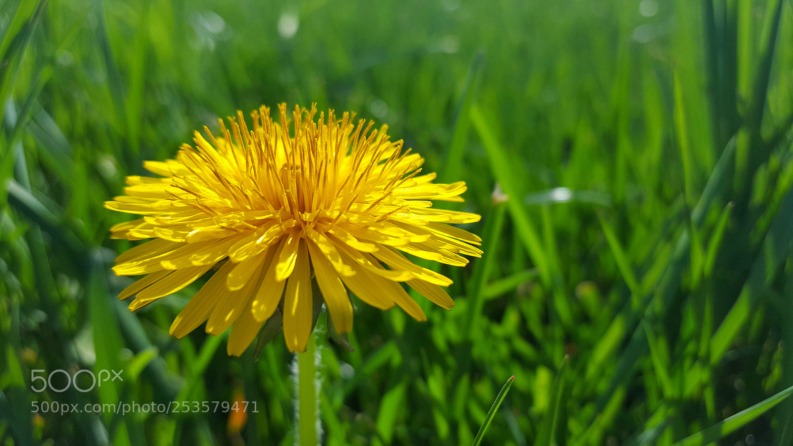 Samsung Galaxy S6 sample photo. Bright one photography