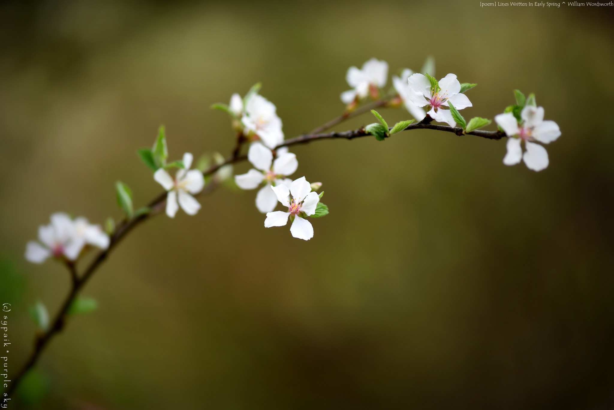 Nikon AF-S Micro-Nikkor 105mm F2.8G IF-ED VR sample photo. Lines written in early spring ** photography