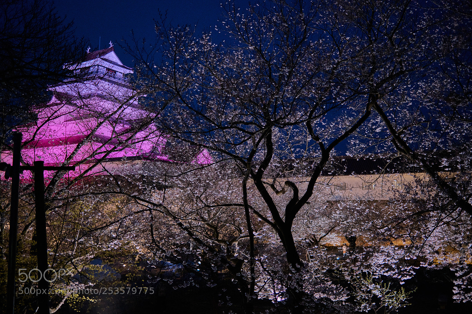 Nikon D850 sample photo. Yozakura photography