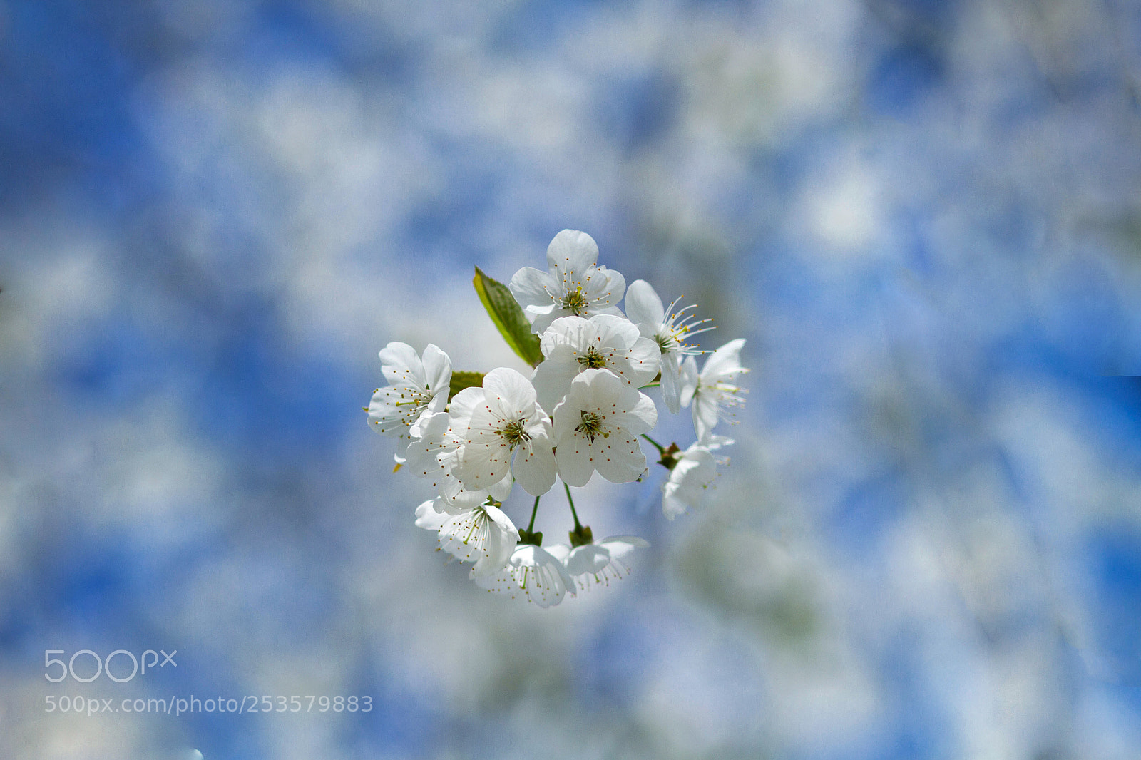Canon EOS 7D sample photo. Spring photography