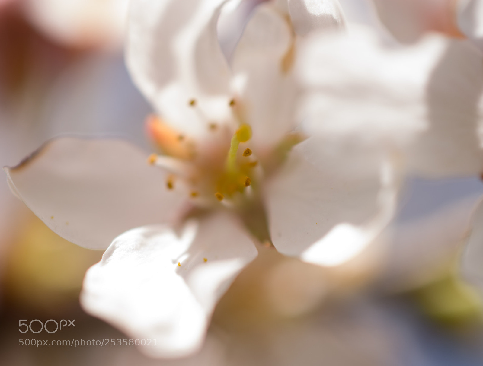 Nikon D7100 sample photo. Soft and gentle photography