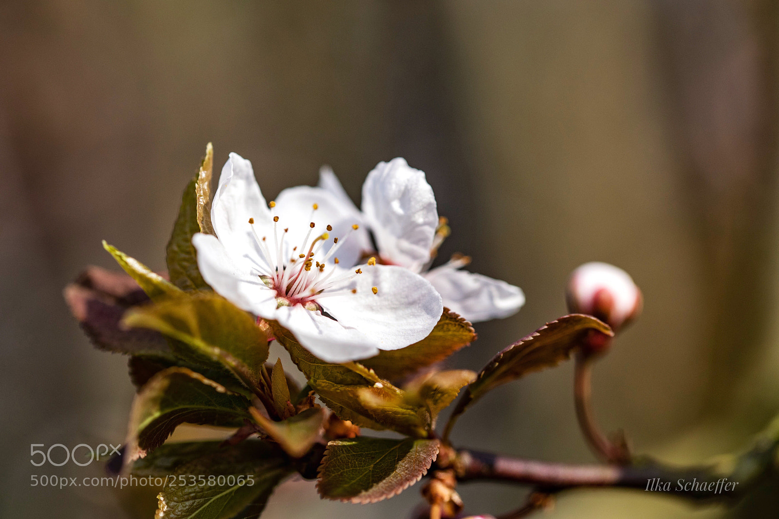 Canon EOS 5D Mark IV sample photo. Prunus cerasifera nigra photography