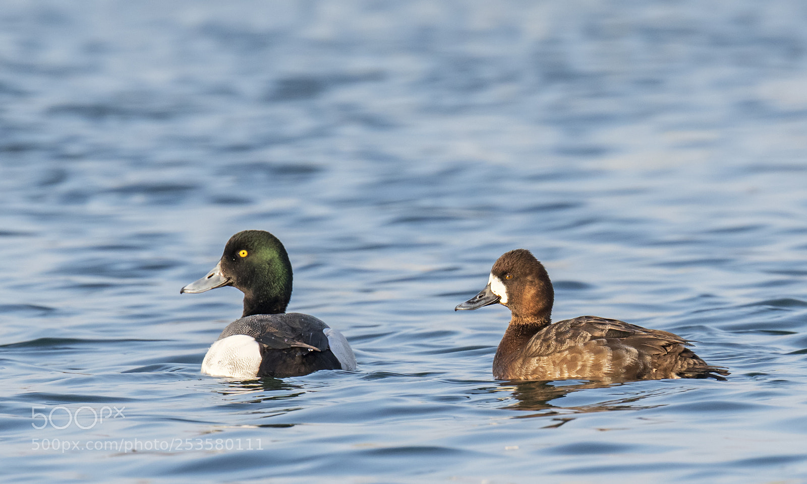 Nikon D850 sample photo. Greater scaup photography