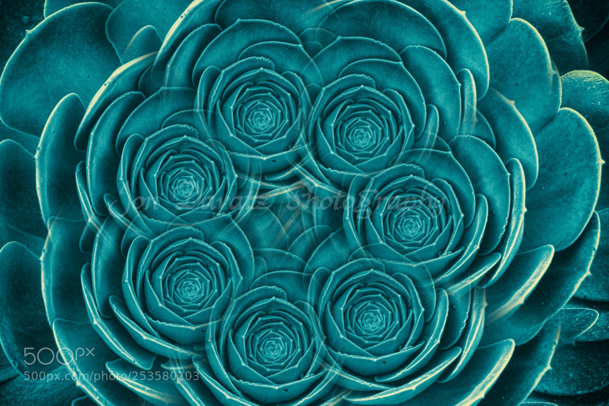 Nikon D5300 sample photo. Succulent abstract photography