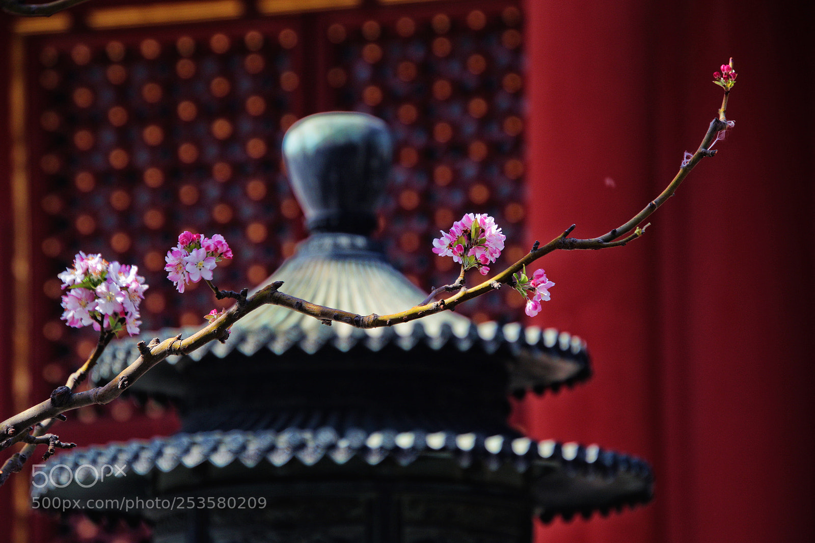 Canon EOS 7D Mark II sample photo. 春 photography