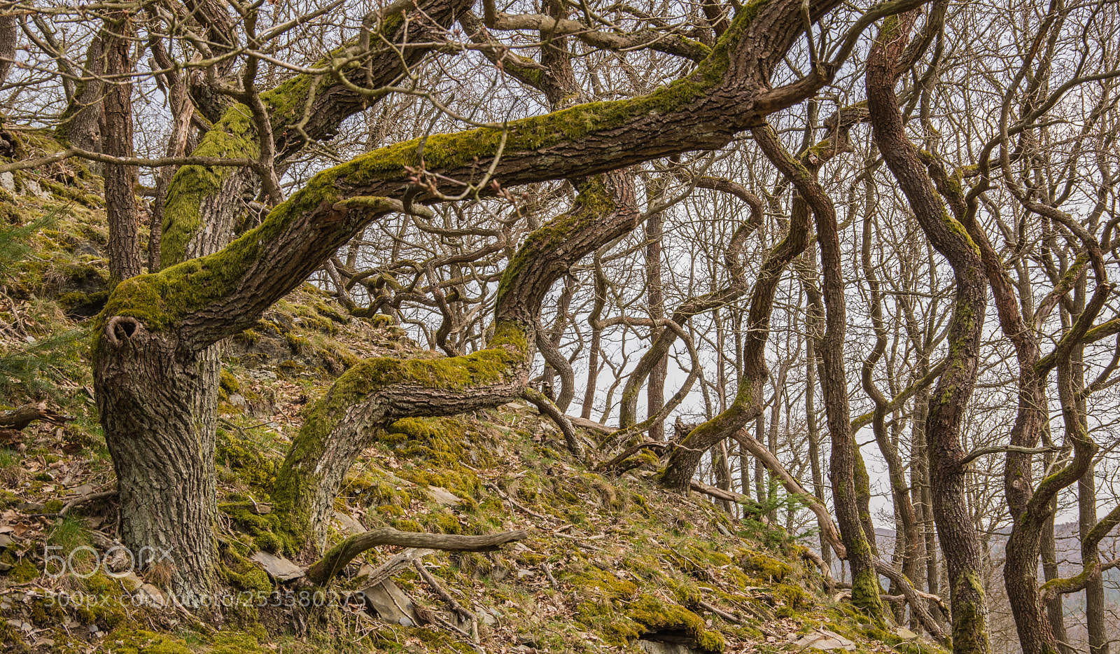 Pentax K-70 sample photo. Arms photography