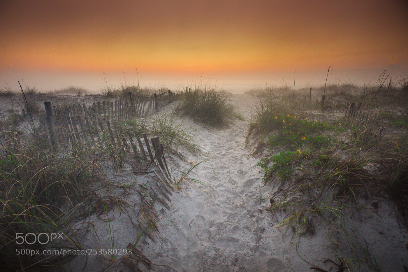 Canon EOS 5D Mark IV sample photo. Morning fog photography
