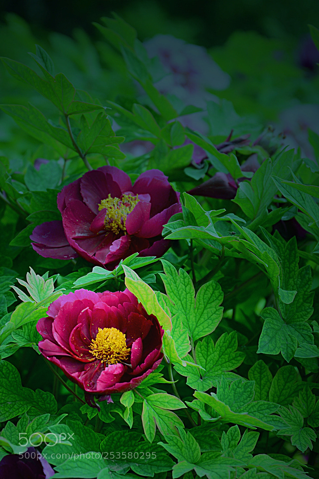 Nikon D610 sample photo. Peony photography