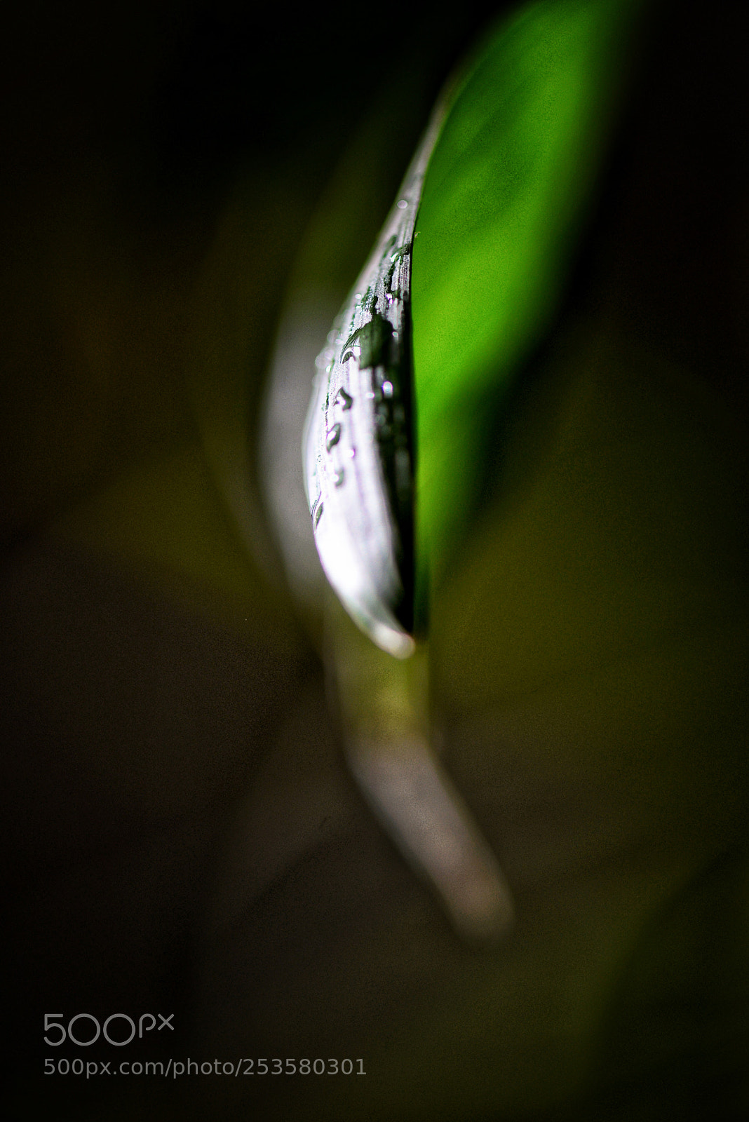 Nikon D610 sample photo. A drop of life photography