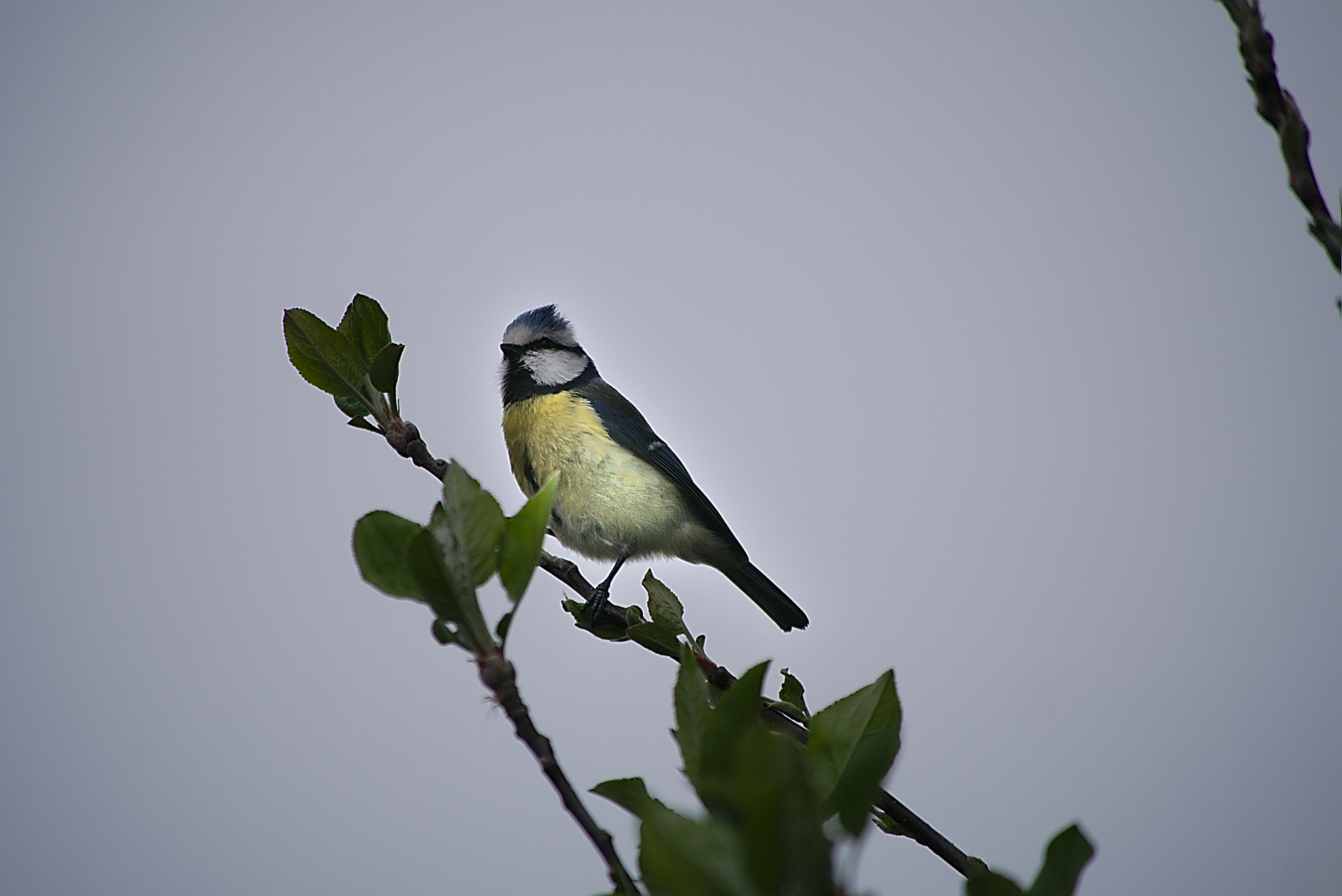 Panasonic Lumix DMC-GM1 sample photo. 2018 04 14 25 cyanistes caeruleus.jpg photography