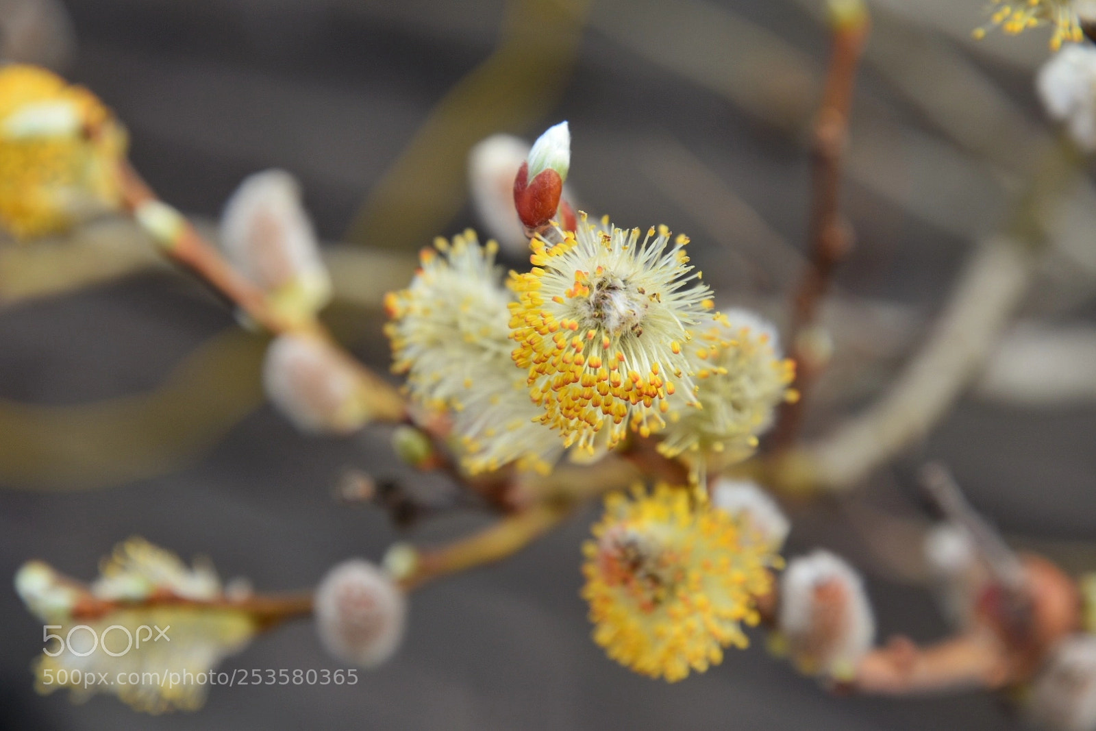 Nikon D3400 sample photo. Buds on a pussy photography