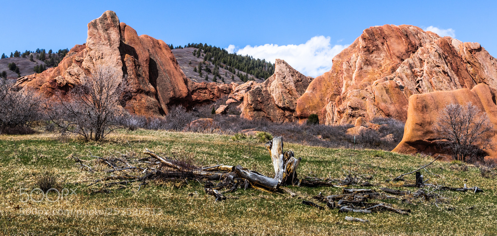 Canon EOS 80D sample photo. Remains of a tree photography