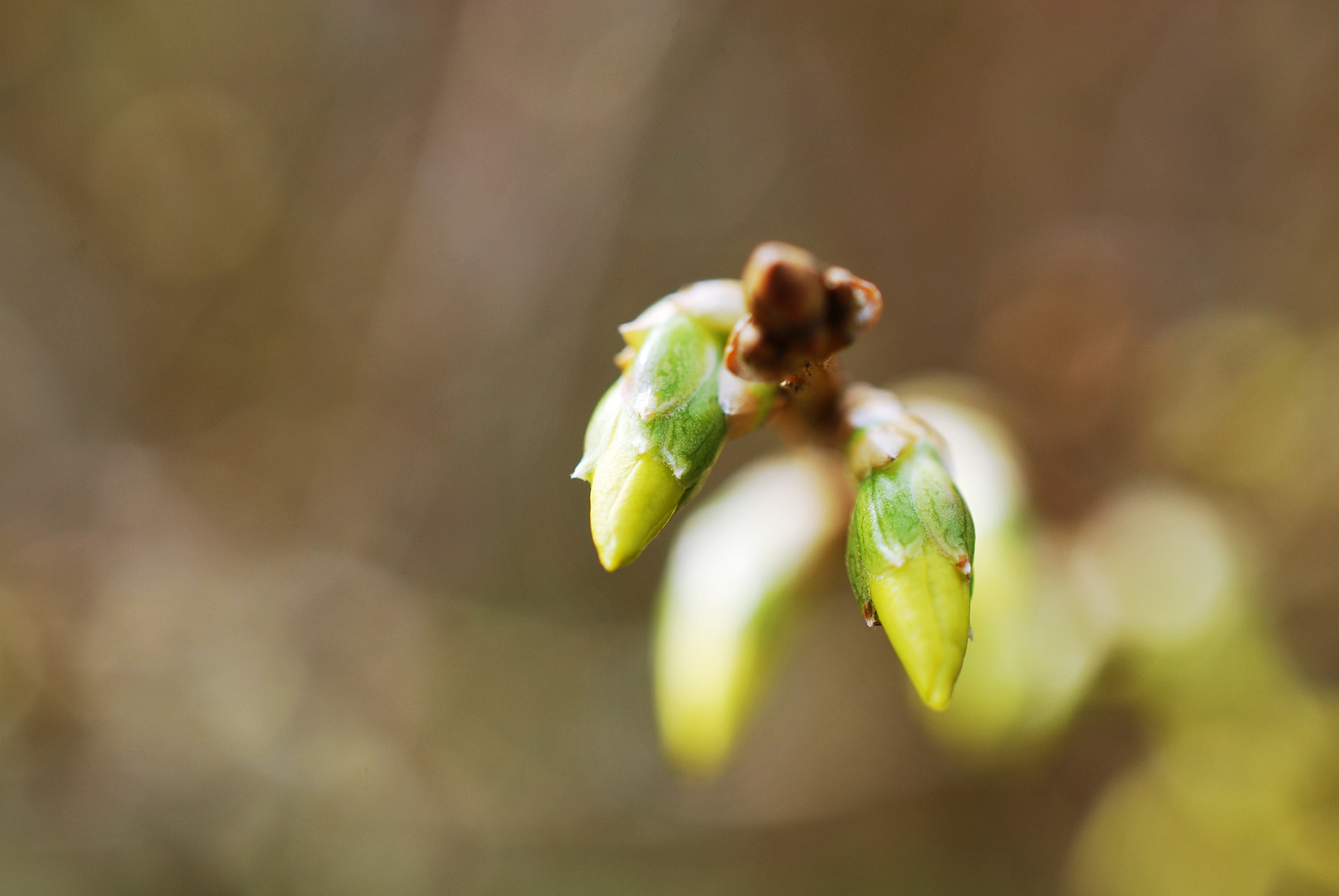 Nikon AF-S DX Micro Nikkor 40mm F2.8 sample photo. Growing photography