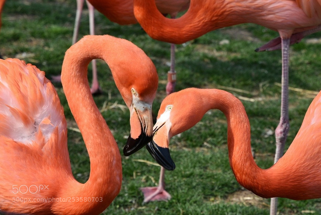 Nikon D3400 sample photo. Pink flamingo photography