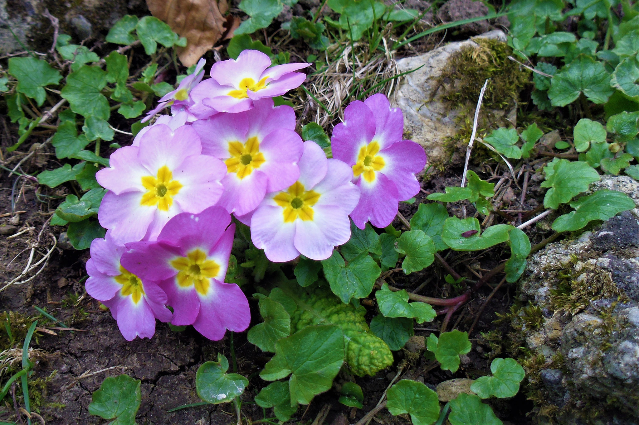 Pentax OPTIO LS465 sample photo. Violet lowers photography